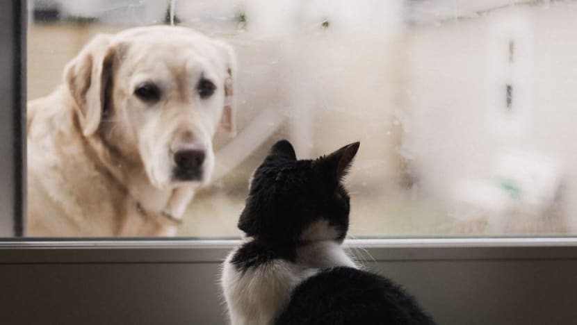 No evidence of pets transmitting COVID-19 to humans, says Malaysia’s veterinary services department No evidence of pets transmitting COVID-19 to humans, says Malaysia’s veterinary services department