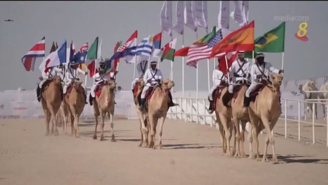 骆驼选美赛卡塔尔登场 各国骆驼争奇斗艳