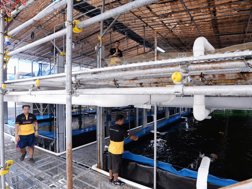 Apollo Aquaculture Group's prototype vertical fish farm at Lim Chu Kang. Photo: Robin Choo/ TODAY