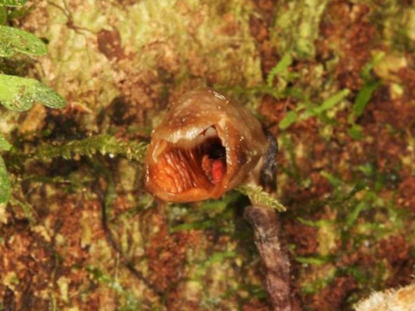 'World's ugliest orchid' among new species named in 2020 'World's ugliest orchid' among new species named in 2020