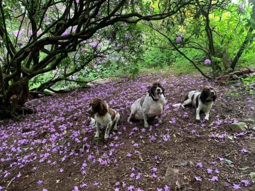 Philip the springer spaniel (centre) has found a new lease of life after losing half of its weight through a  special diet for six months.