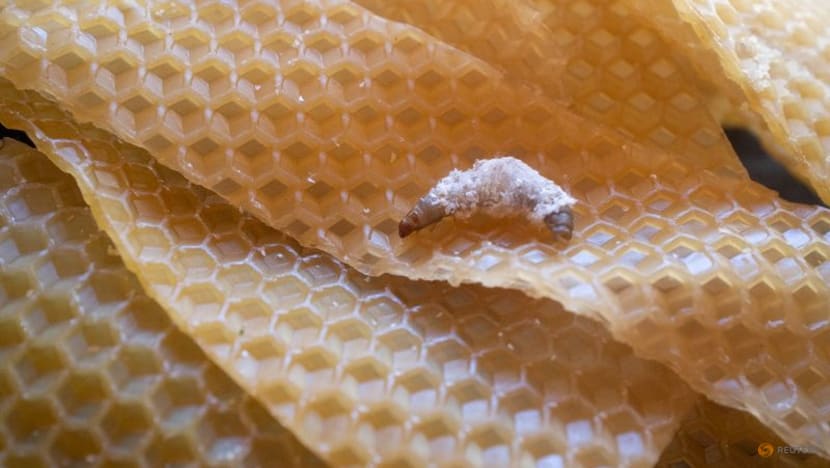 Lowly wax worm's saliva may boost fight against plastic pollution Lowly wax worm's saliva may boost fight against plastic pollution