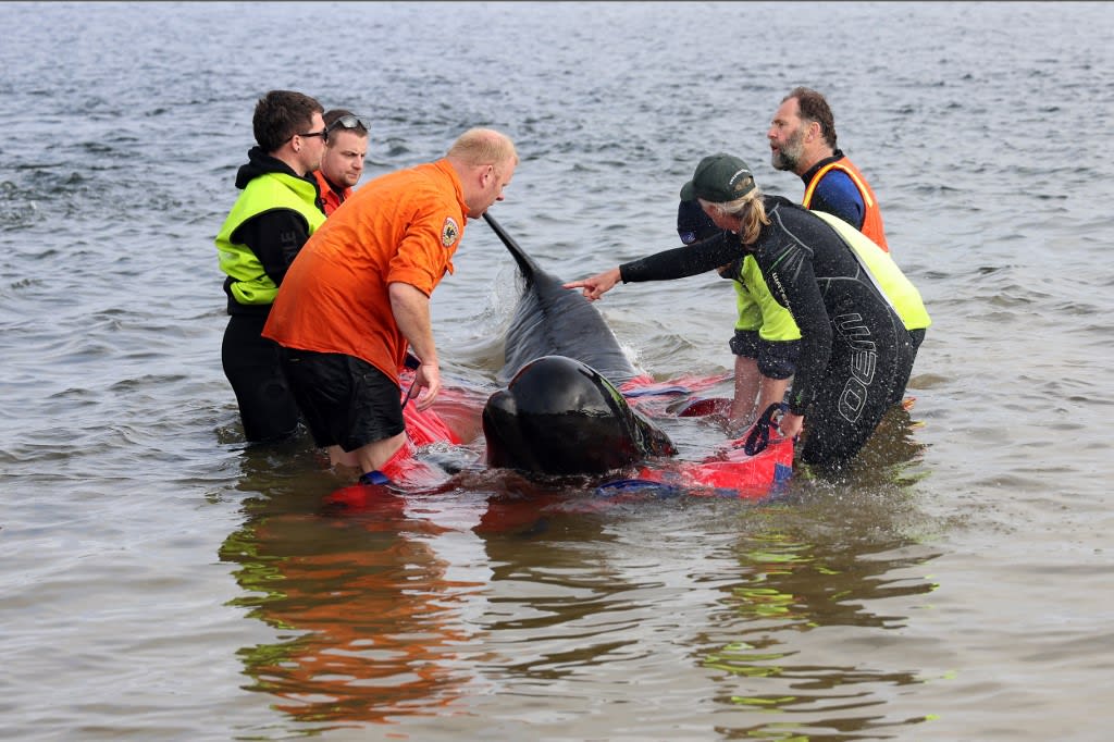 Almost 200 pilot whales perish on Australian beach TODAY