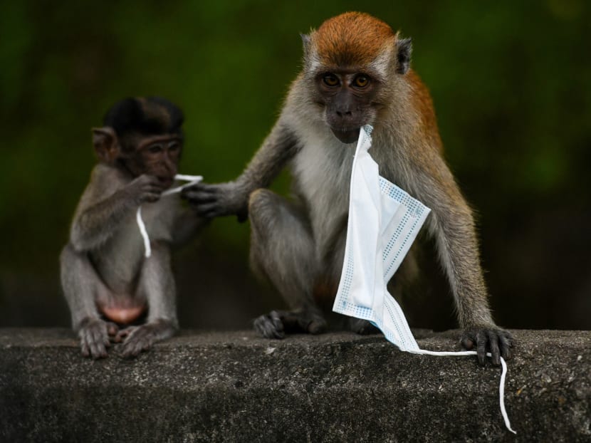 Macaque monkeys chewing on a face mask in Genting Sempah in Malaysia’s Pahang state on Oct 30, 2020. The surge in mask wearing during the Covid-19 pandemic has thrown up a potent new threat to wildlife due to people thoughtlessly discarding the protective gear in massive quantities, environmentalists warn.