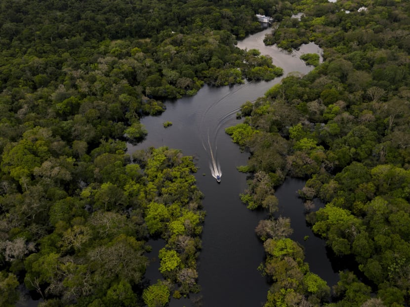 Studies indicate the rainforest is near a "tipping point," at which it will dry up and turn to savannah, its 390 billion trees dying off en masse.