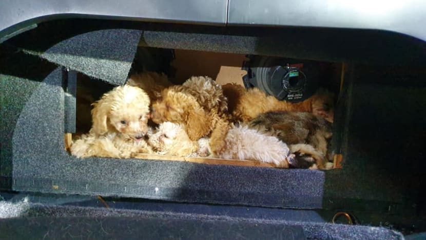 IN FOCUS: How pet shops in Johor offer to smuggle animals into Singapore - CNA IN FOCUS: How pet shops in Johor offer to smuggle animals into Singapore - CNA