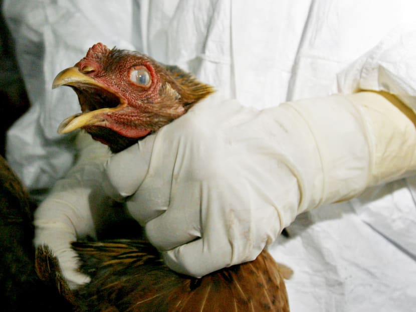 Avian flu H5N1 which was earlier detected in Kampung Pulau Tebu in Tunjong here has spread to five other villages in the district in Kota Baru. PHOTO: AFP