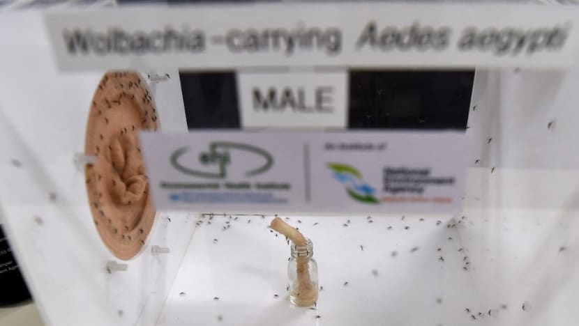 Terlalu awal untuk menilai sama ada Projek Wolbachia dapat bendung penularan denggi yang semakin meningkat: Pakar Terlalu awal untuk menilai sama ada Projek Wolbachia dapat bendung penularan denggi yang semakin meningkat: Pakar
