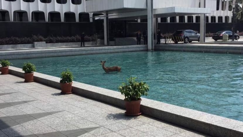 Rusa "seronok" mandi kolam di Parlimen M'sia
