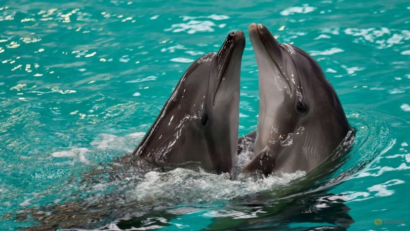 Ukrainian dolphin refugees delight Romanian kids