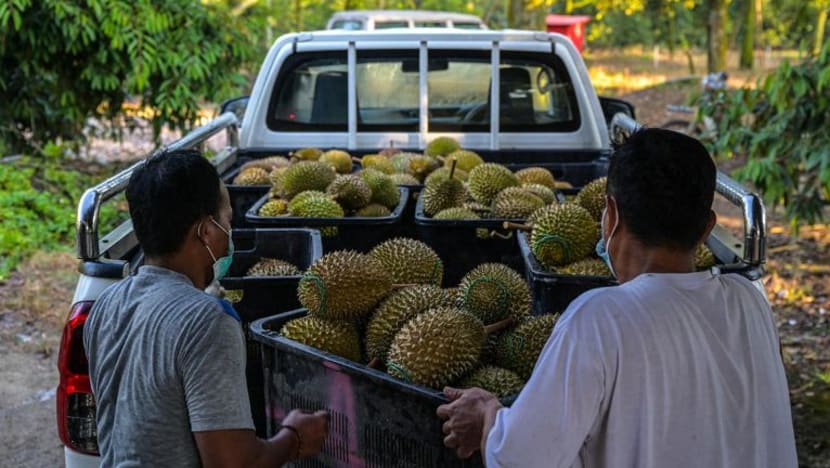 Jualan durian di M'sia terjejas teruk dicengkam sekatan COVID-19