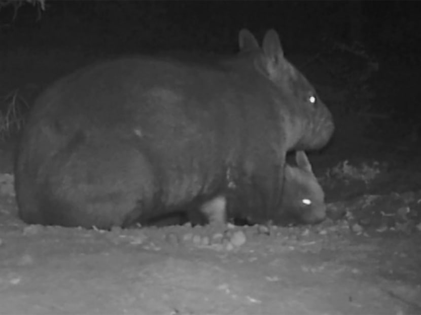 An infrared photo taken at night of a northern hairy-nosed wombat mother and joey at the Richard Underwood Nature Refuge in Epping Forest National Park in Queensland on Wednesday (July 19). Photo: Queensland Department of Environment and Heritage Protection via AFP