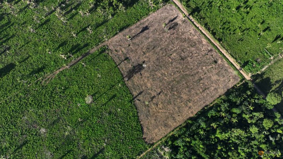 Deforestation in Brazil's Amazon falls 57per cent in September - Vimarsana News