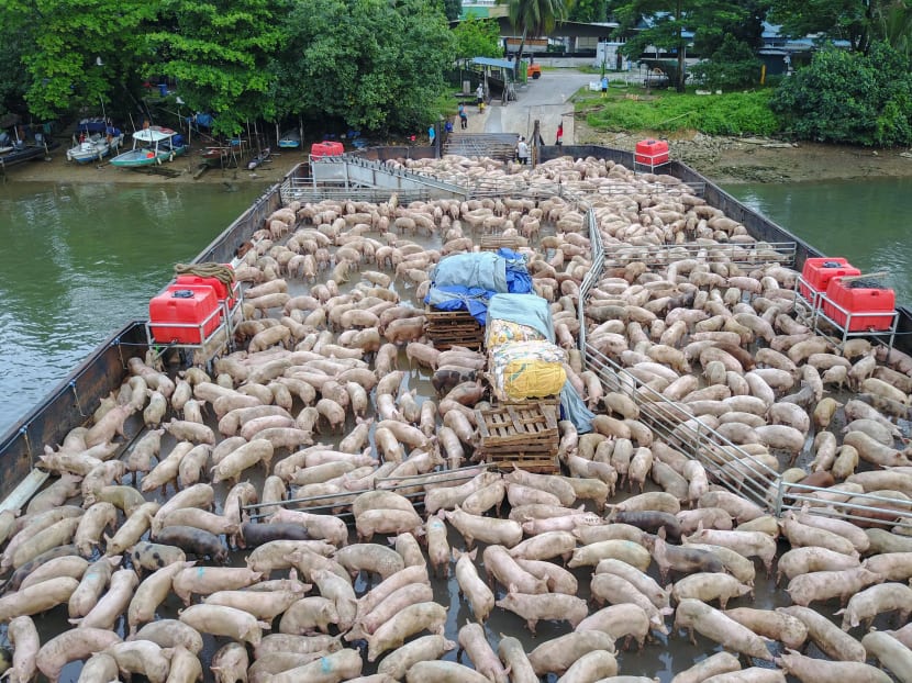 Watching from farm to fork: Keeping food in Singapore safe in the global era