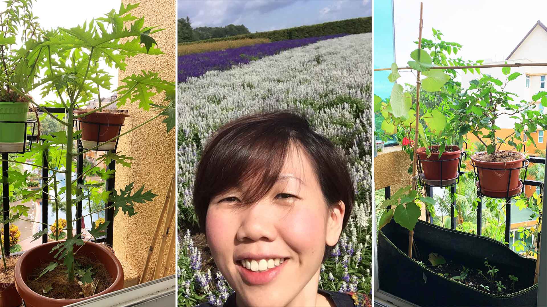 Compliance Officer Grows Papaya Tree, Kale & Herbs In 4th-Floor Apartment Compliance Officer Grows Papaya Tree, Kale & Herbs In 4th-Floor Apartment