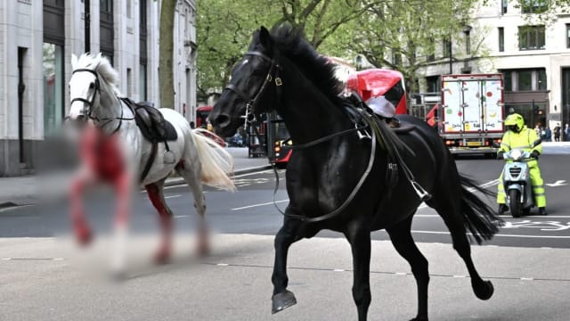 五匹英国皇家骑兵队战马脱缰 浴血狂奔伦敦市伤四人