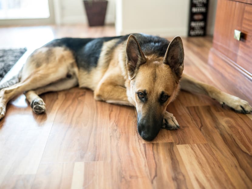 It is 'very likely' the two positive canine cases are examples of human-to-animal transmission, says virologist. It is 'very likely' the two positive canine cases are examples of human-to-animal transmission, says virologist.