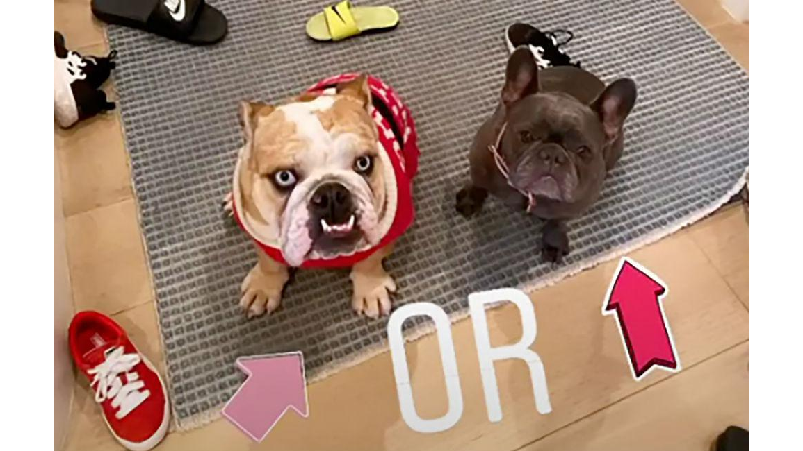 Reese Witherspoon's dog ate her shoes 8days