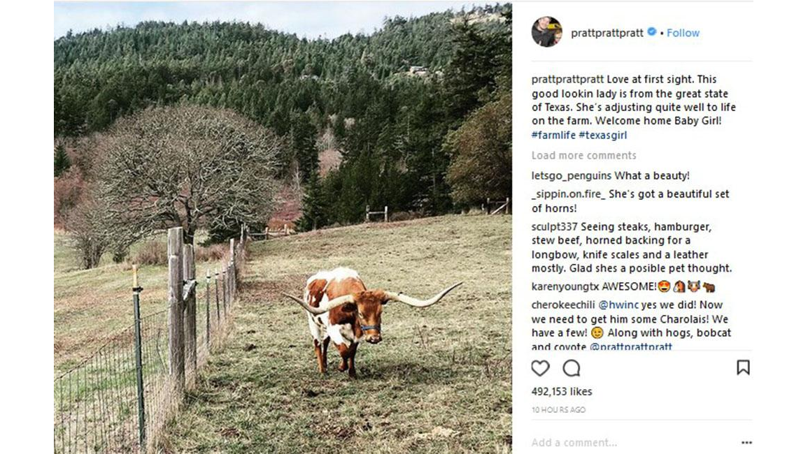 Chris Pratt buys a new cow 8days