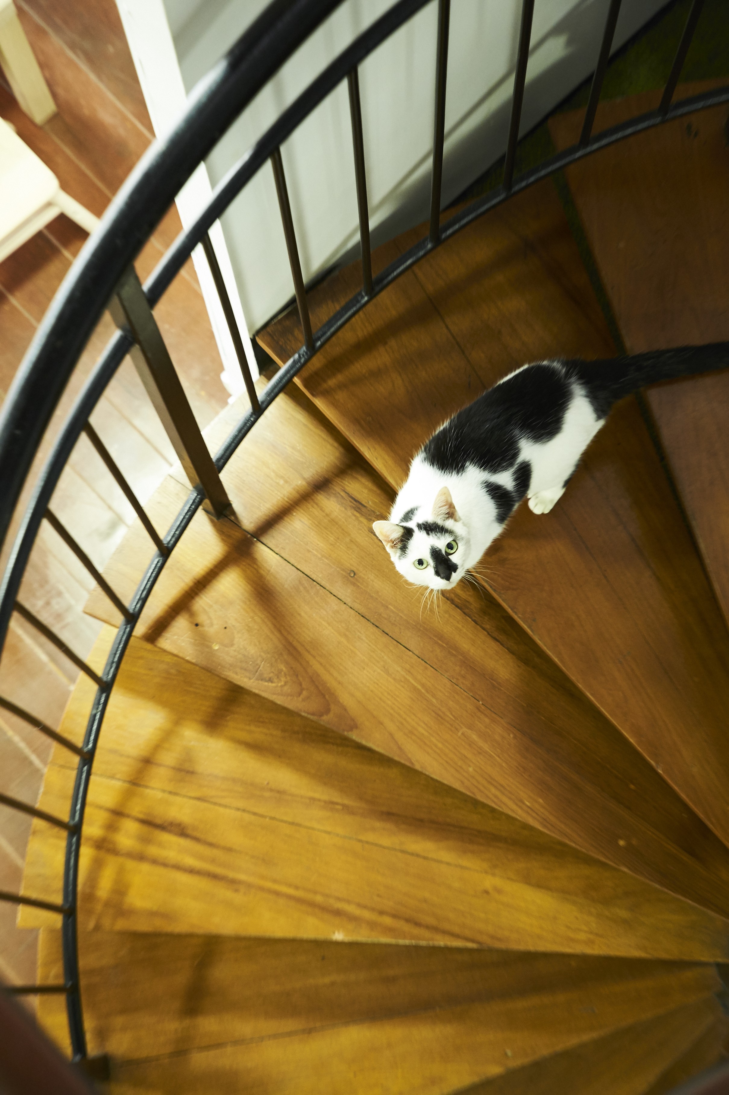 Cat Boarding House Hit By Covid19 Slump Turns Into Café With 22