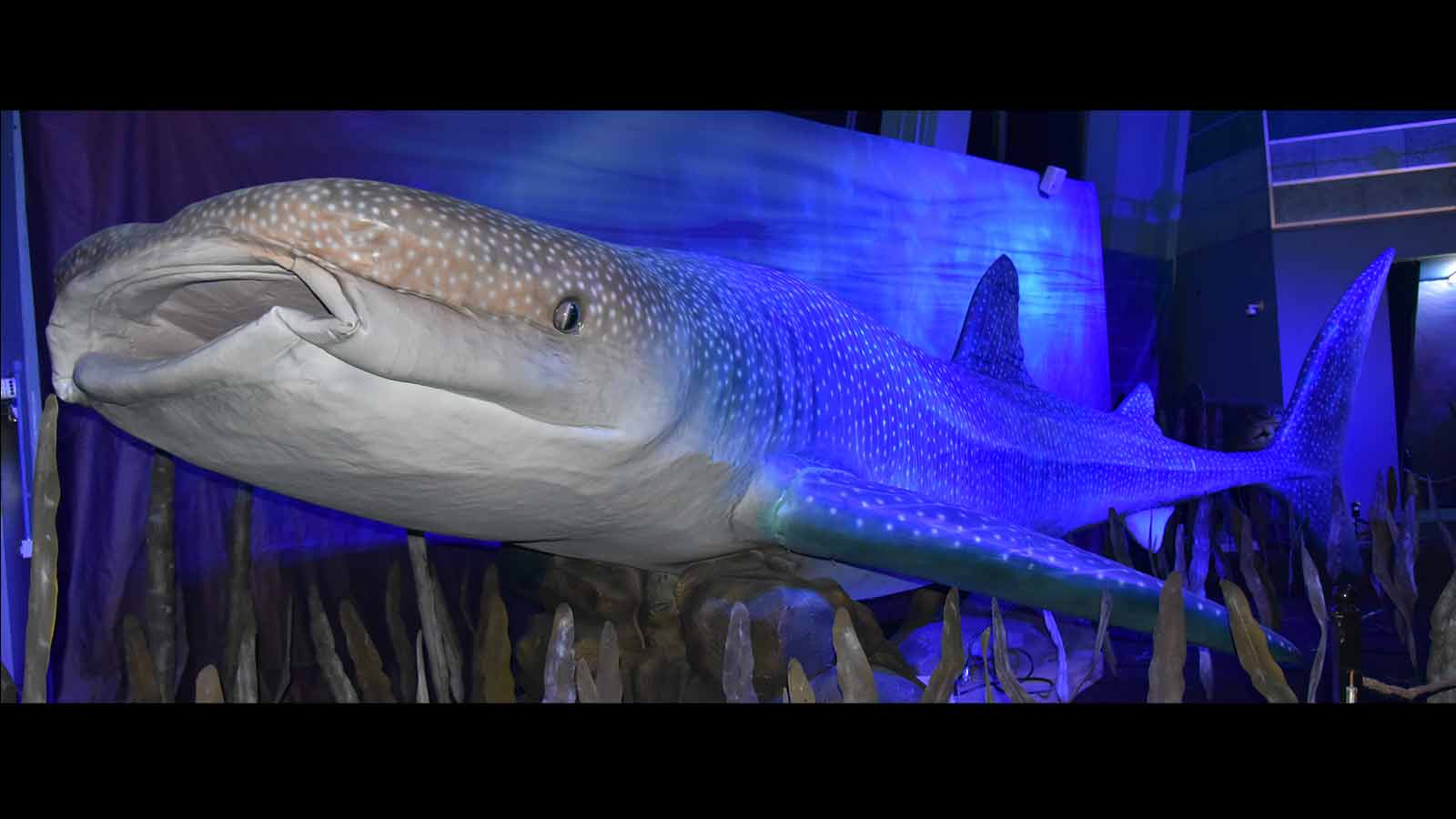 Celebs get a first-hand look at the Monsters of the Sea exhibition - 8days