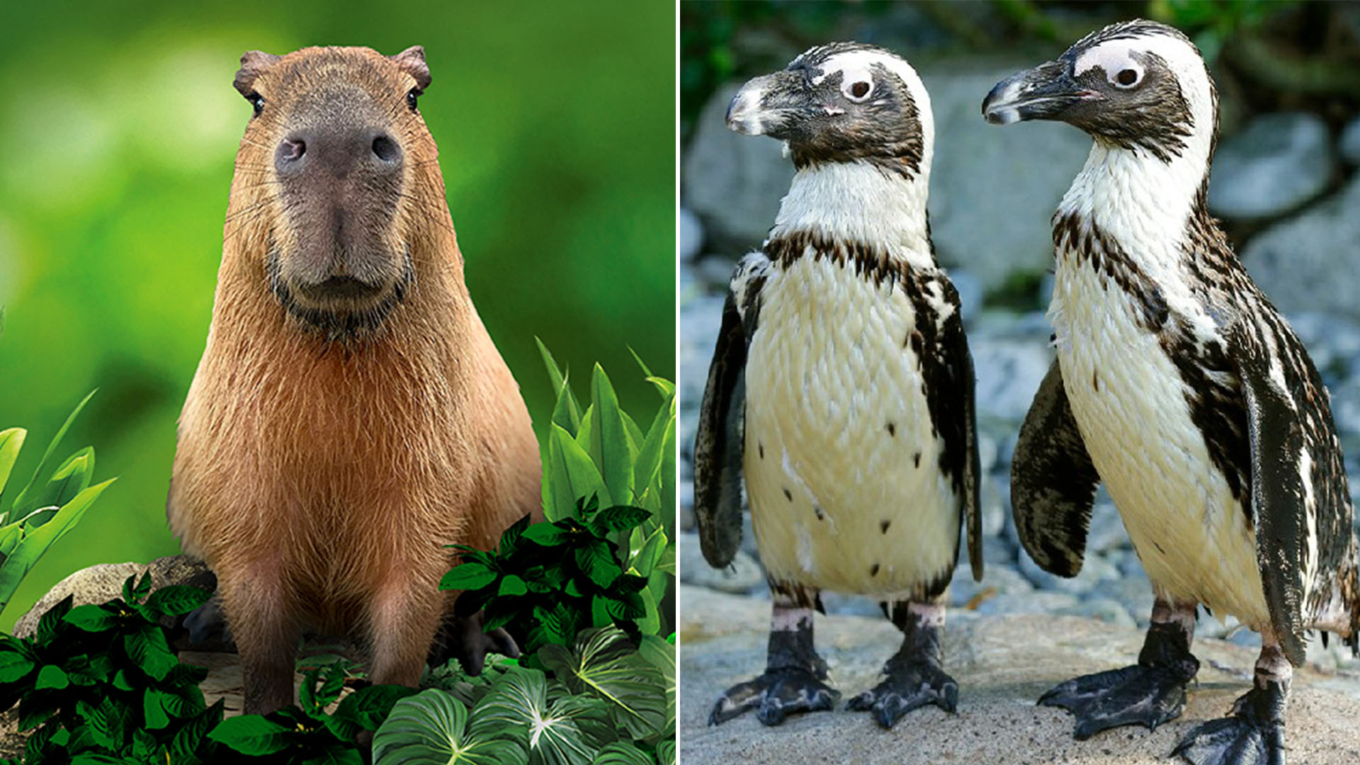 Get Up Close With Zoo & Bird Park Animals In Virtual Sessions That Cost $50  Or More - 8days
