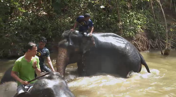 gajah kuala gandah