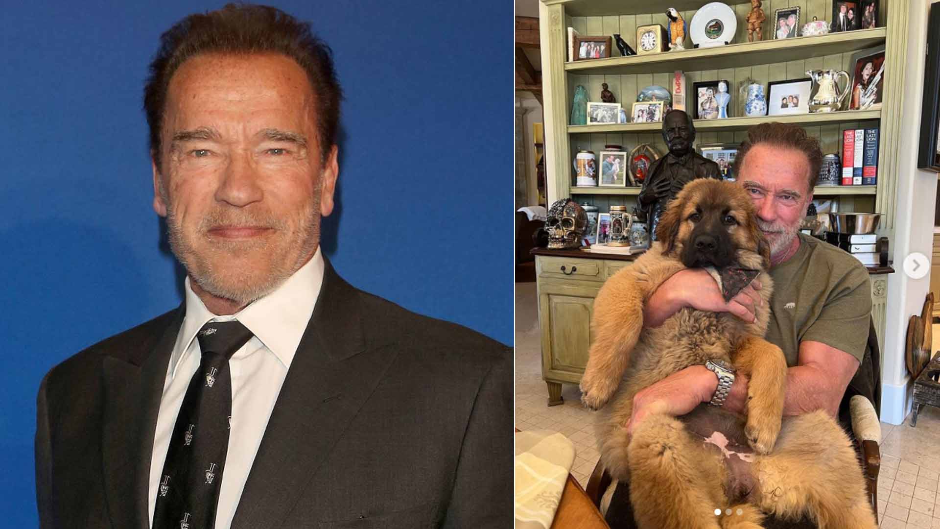 Arnold Schwarzenegger Reveals New Pet Puppy Schnitzel "She Is Such A