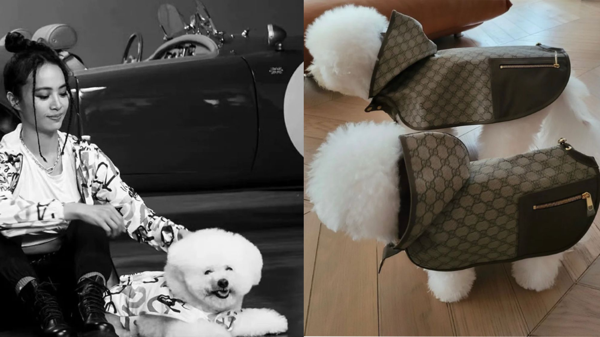 Jolin Tsai Dresses Her Dogs In Gucci Outfits That Cost More Than