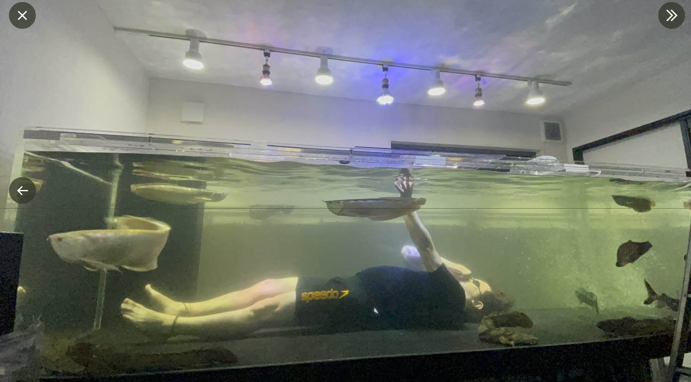 Samenhangend Groot universum Onderzoek Man In Japan Has 3m-Long Aquarium In His House That He Swims In — Yes, With  His Fish - 8days