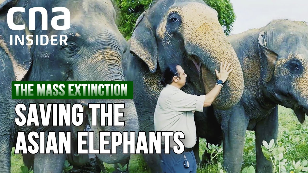 asian elephants