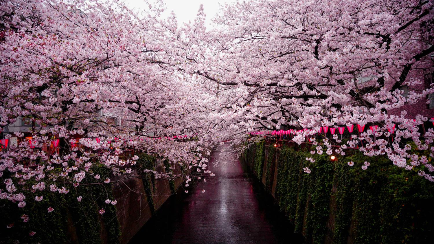 Japan’s Cherry Blossom Forecast For 2023 Is Out — When & Where To Go