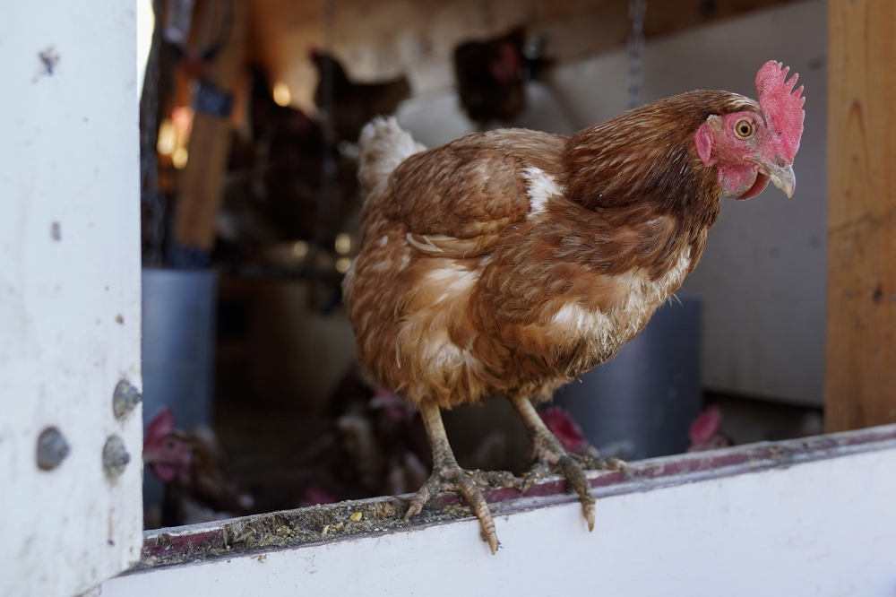 Thailand asks firms to cut egg exports after flood losses
