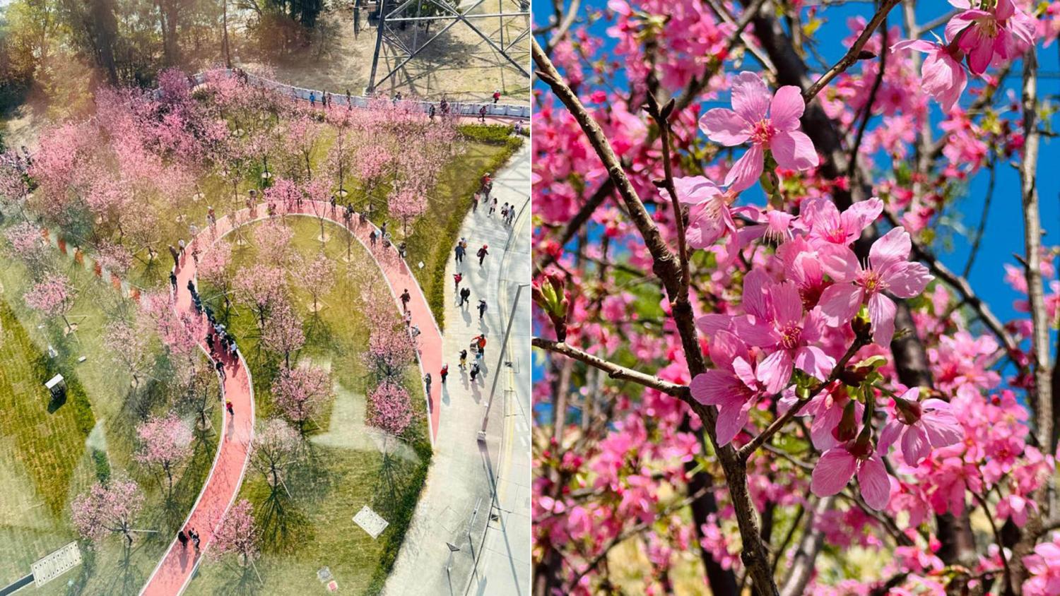 Hong Kong's Cherry Blossom Season Is In Full Swing — Here's Where To Go  Sakura-Spotting In HK - 8days