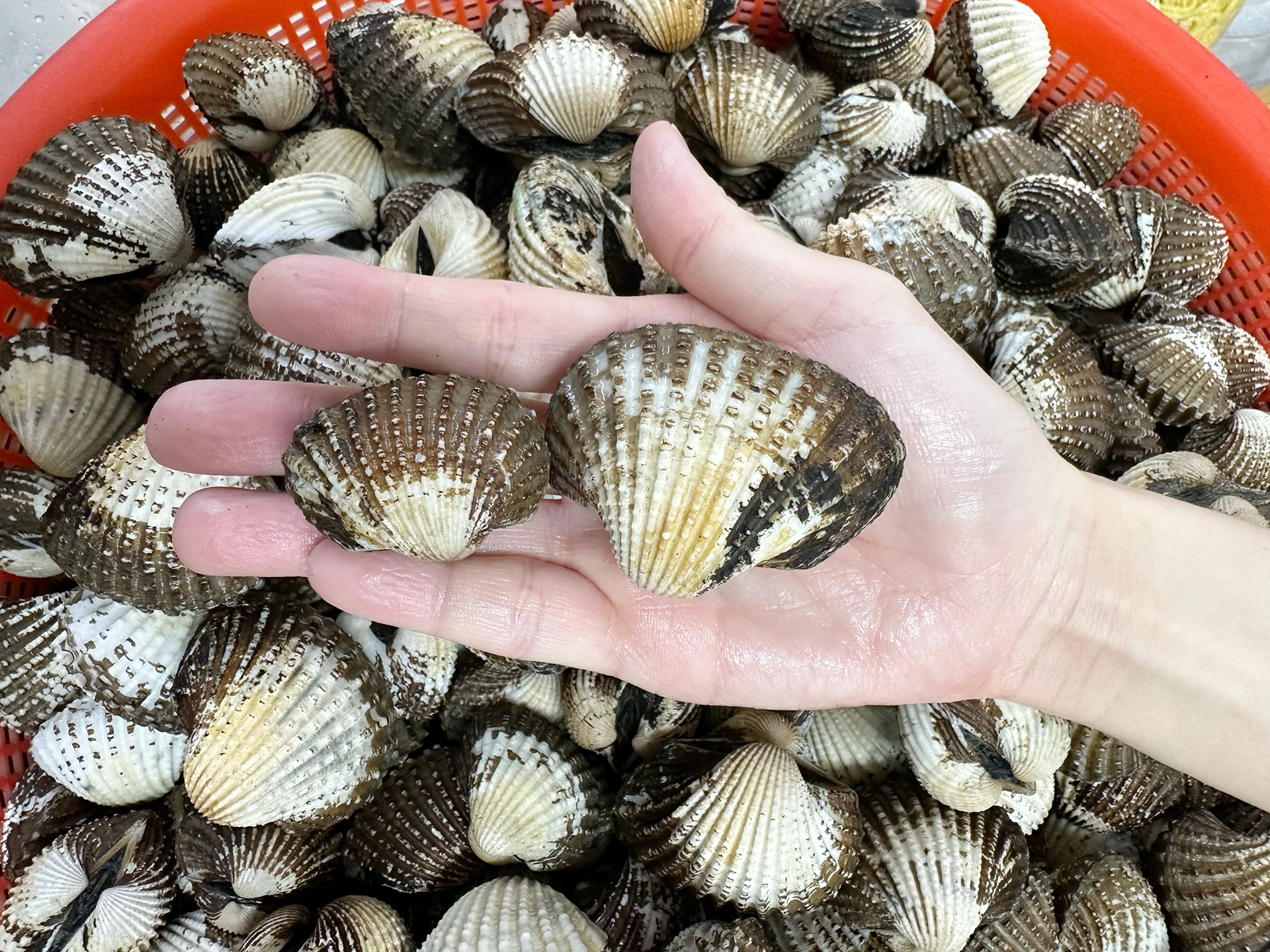 New Toa Payoh Hawker Stall Sells Shiok Laksa With Jumbo Cockles The