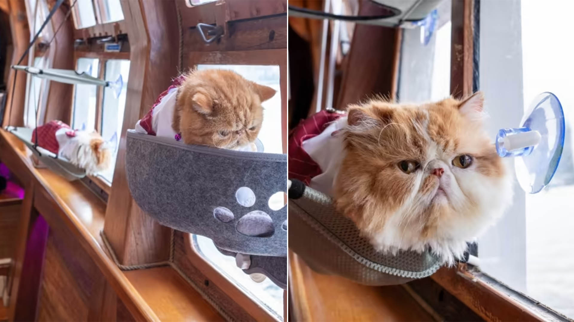 Cat Cruises Now Available In Singapore — What It’s Like To Take Your