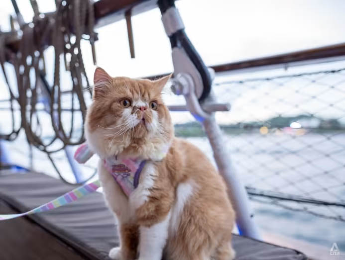Cat Cruises Now Available In Singapore — What It’s Like To Take Your Feline Friend Out To Sea