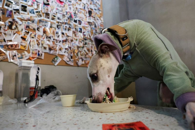 Why China still lacks an animal cruelty law despite growing public pressure