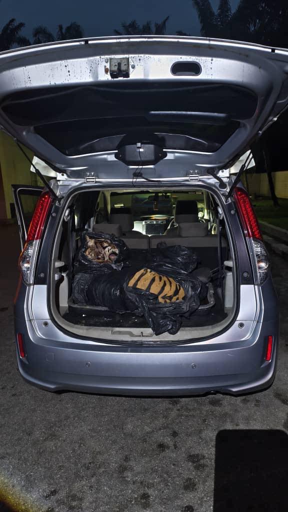 Tiger carcass in car boot sparks outrage in Malaysia