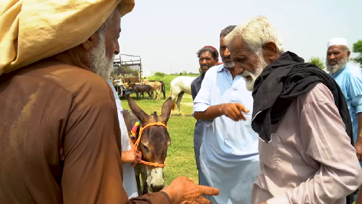 Pakistan bets on donkeys to revive sluggish economy amid soaring Chinese demand