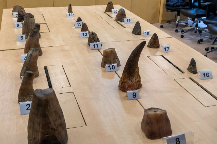 Singapore seizes record 35.7kg of rhino horns worth S$1.13 million at Changi Airport