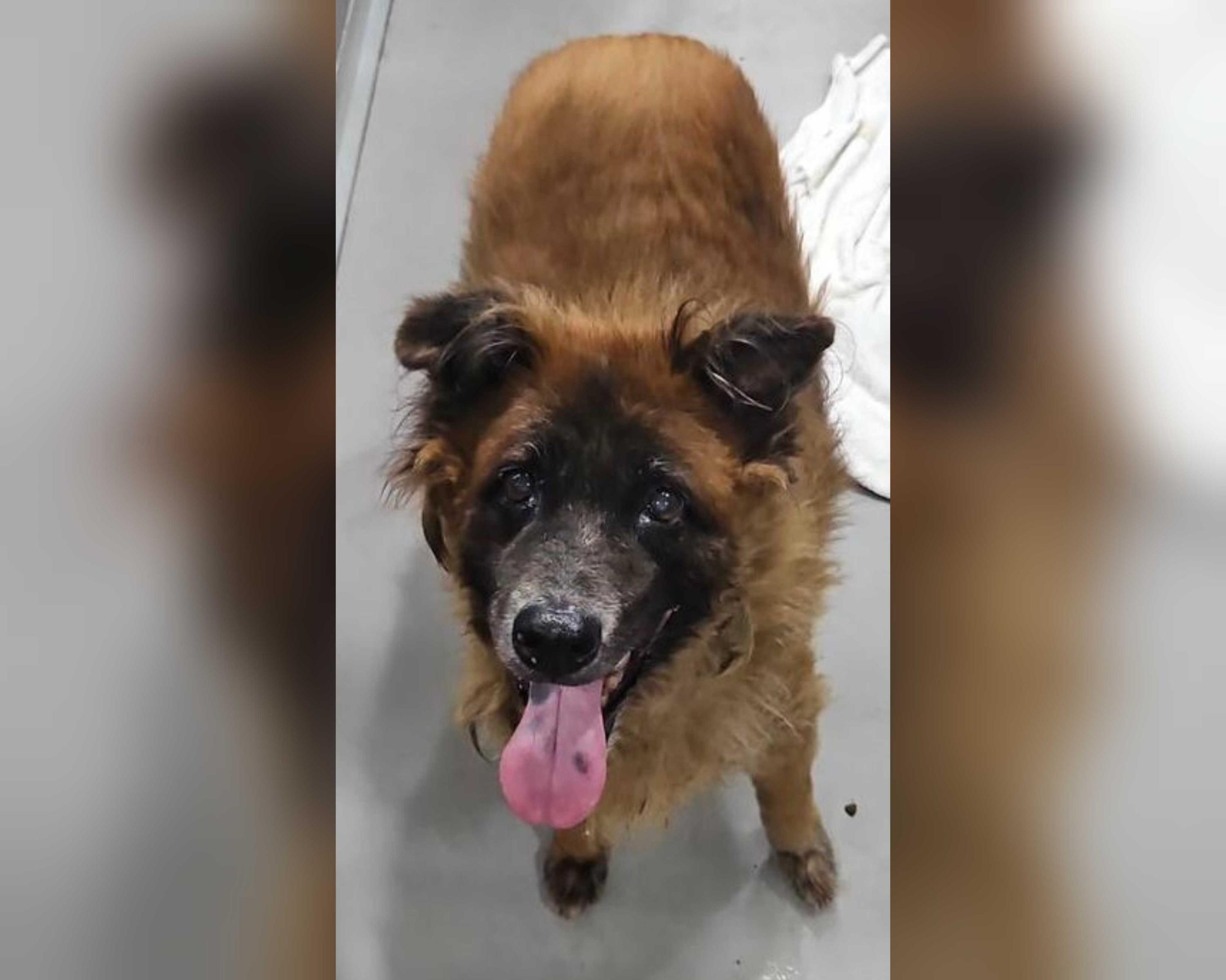 Dog removed from Seletar farm in trapping operation dies one week after capture