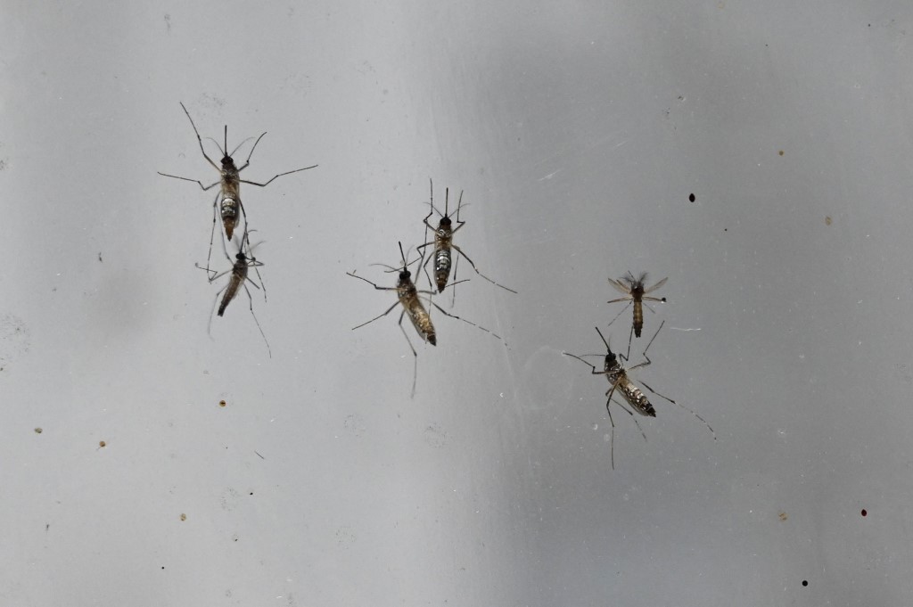 Wolbachia mosquitoes to be released at 4 more sites, including Bedok and Marsiling, to curb dengue