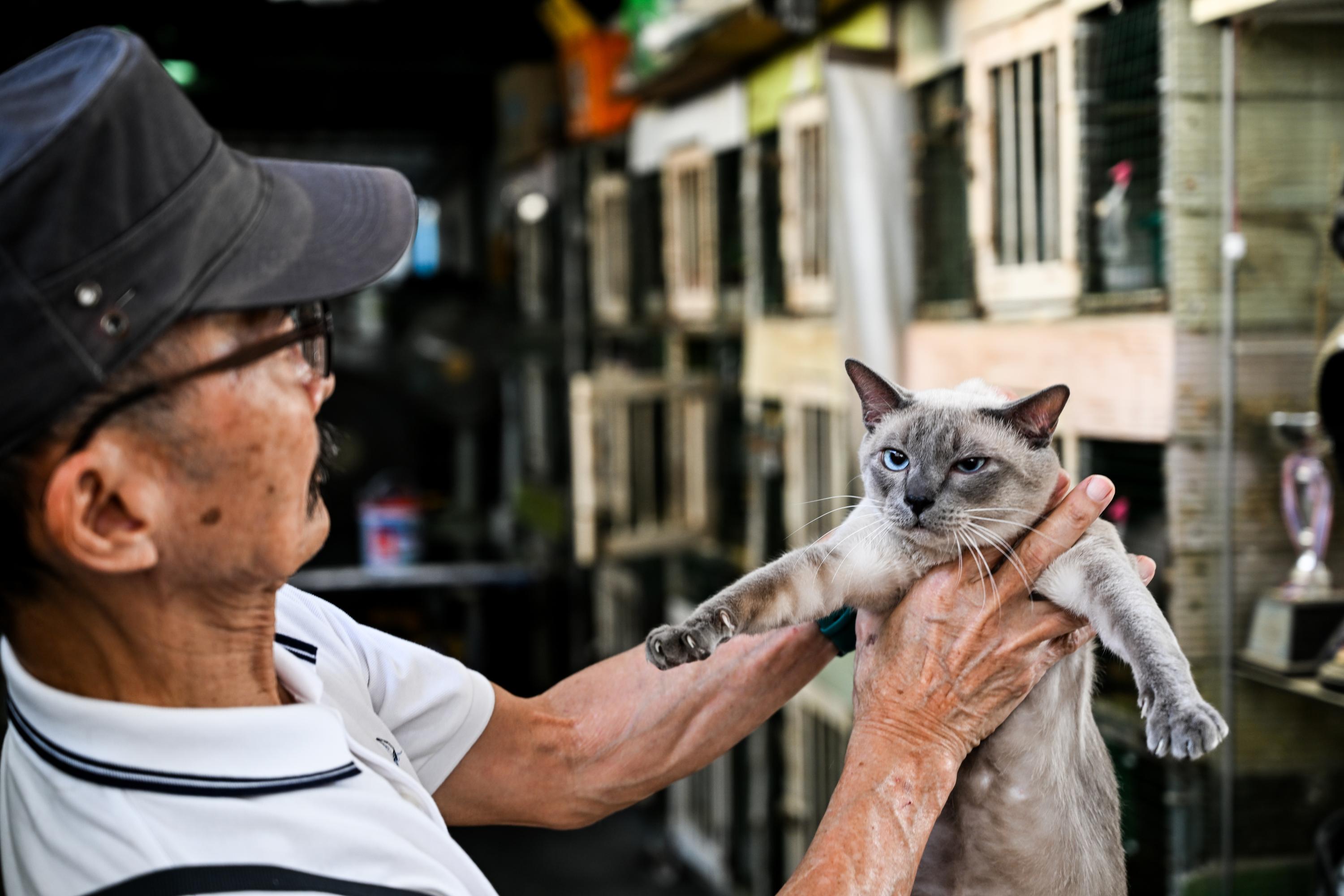 Thailand's ancient cat breeds get official national status, but will it improve animal welfare?
