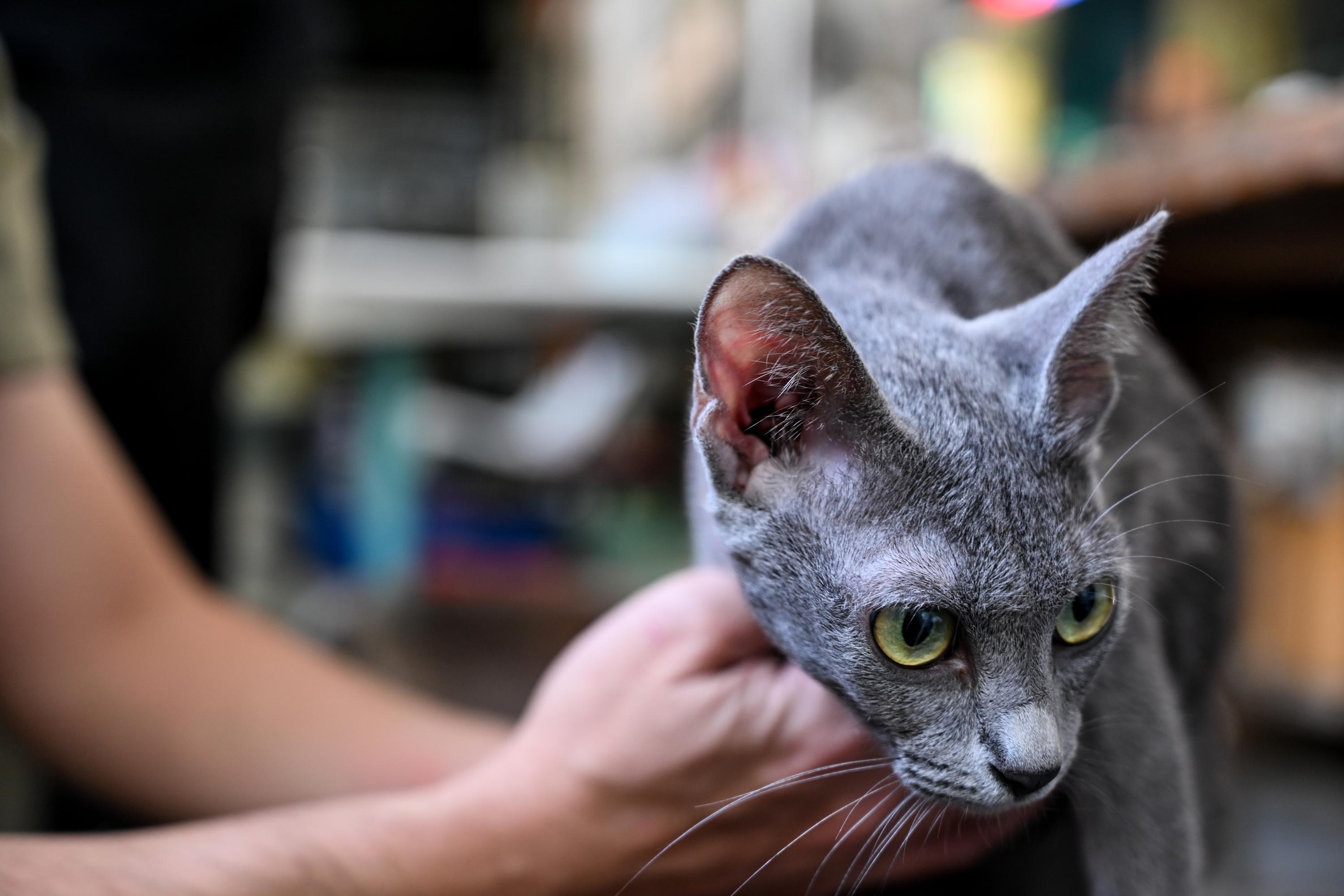 Thailand's native cats recognised as national symbols 