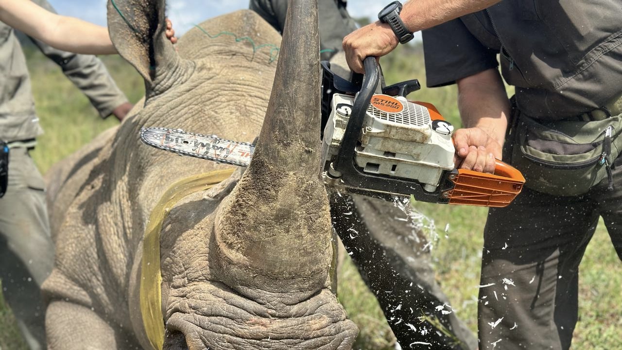 Inside the 9,000km smuggling route bringing rhino horns from South Africa through Singapore