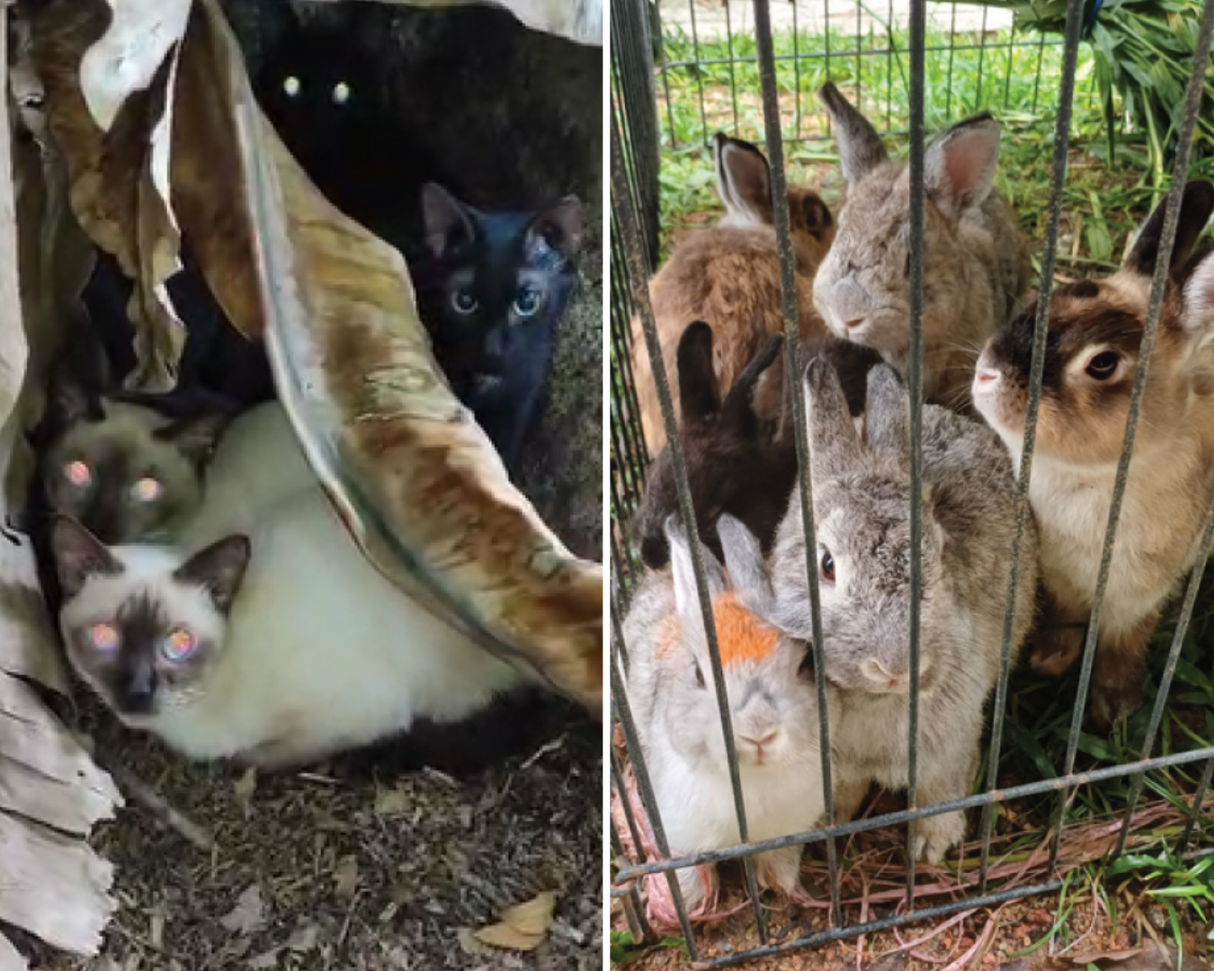 ‘Encouraging’ dip in animal cruelty and welfare cases in Singapore, but numbers remain ‘alarming’: SPCA