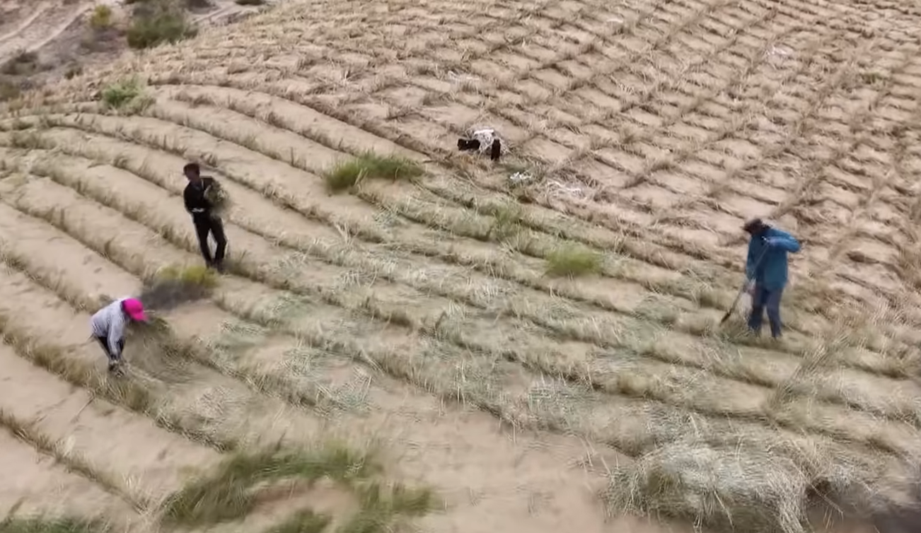 Growing fruits on desert lands? Inside China’s decades-long fight against desertification