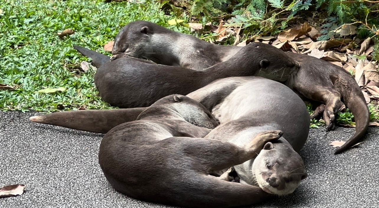 'It's detective work': Finding and counting Singapore's otters