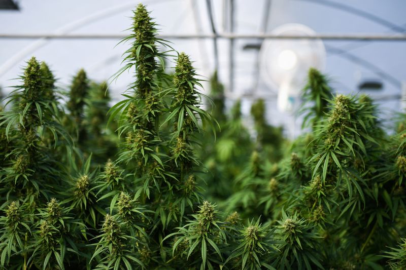 US eases access to marijuana for medical use    